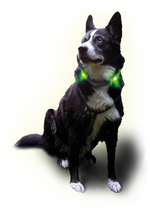 Husky με φως κολάρο LED LEUCHTIE Plus