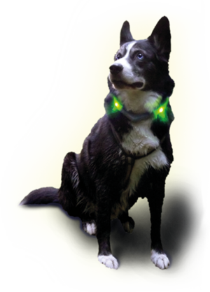 Husky με φως κολάρο LED LEUCHTIE Plus