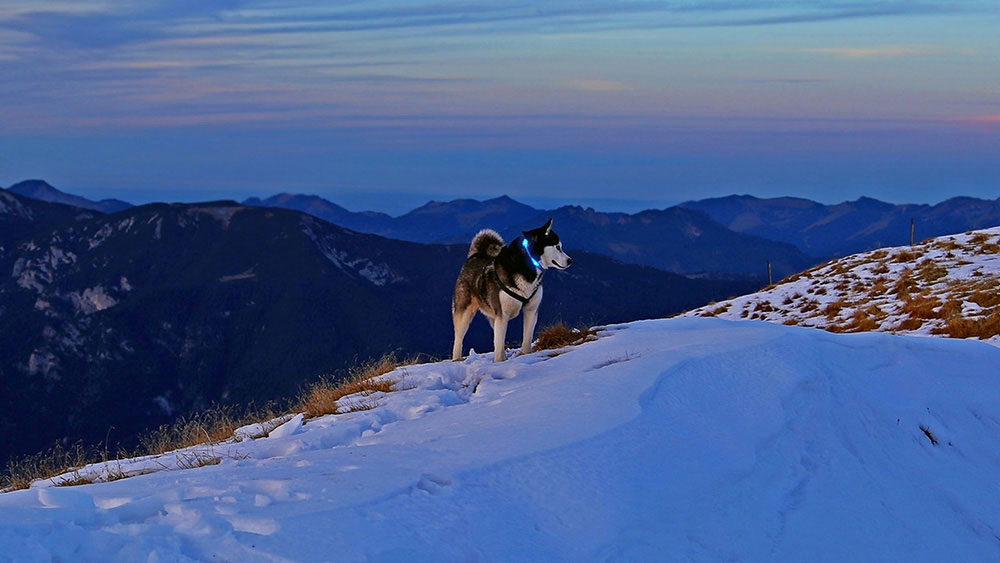 Σκύλος με ελαφρύ κολάρο LEUCHTIE στις χιονισμένες Άλπεις